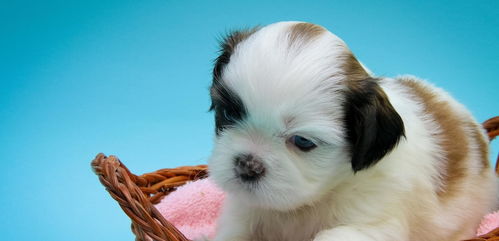 2023 Yearly Horoscope for Dog Men Born in 1970