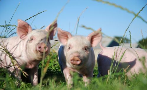 The 1983 Pig has ten years of great luck after the age of 40.