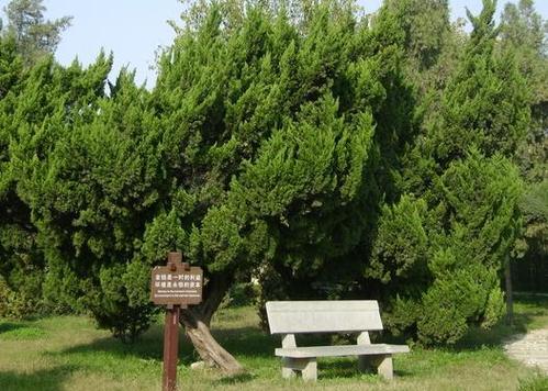Bazi xinmao pine wood (xinmao year pine wood life which year of birth is good)