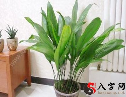 What's a good plant to put in front of the living room?
