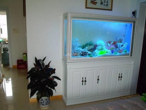 What are the precepts and taboos of feng shui of keeping fish at home