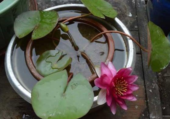 planting water lilies at home feng shui