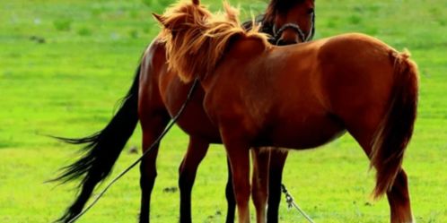 A Complete List of the Five Elements of the Horse's Zodiac Signs and the Years of Birth