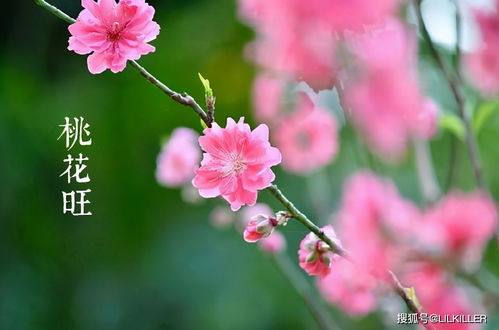 Difference between the four peach blossoms of Zi Wu Mao You