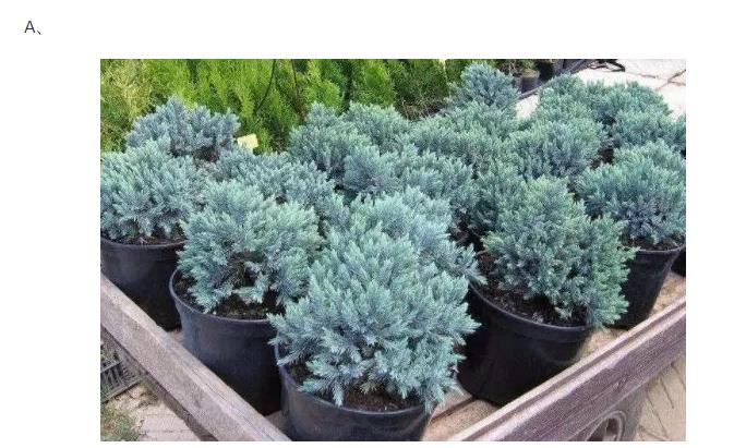 Psychological test: winter is here, which kind of greenery can remain evergreen? Measure how long your wealth lasts