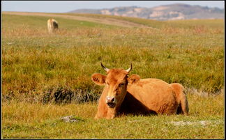Hap Bazi Marriage Sheep to Sheep (Sheep and Goat Compatibility Marriage How to be together)