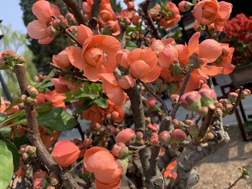 Plum Blossom Name Break Four Pillars Eight Characters