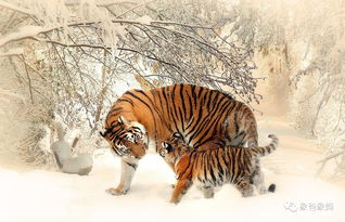 1998 Tiger's Birth Character