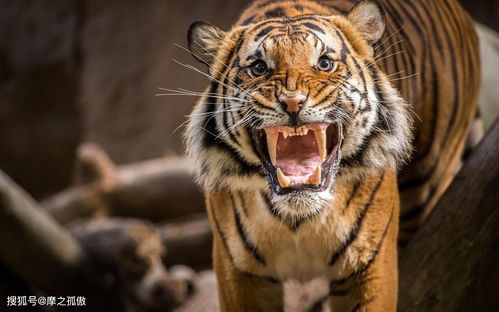 1974 Tiger 2023 Tiger Annual Horoscope