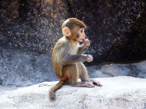 Monkey and Tiger get along?