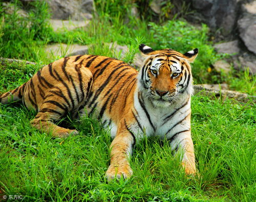 How old is the 1986 Tiger?
