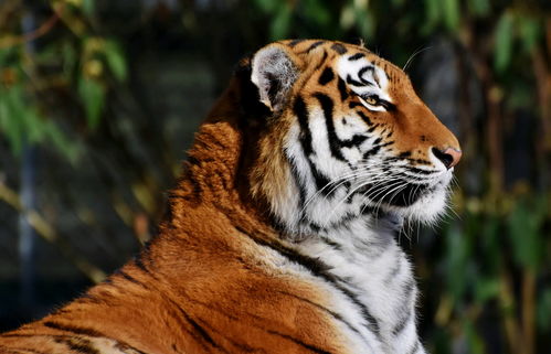 1998 Male Tiger Numerology