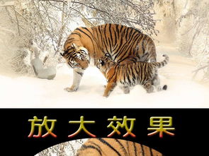 1986 Tiger attracts peach blossom luck