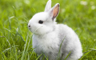 1951 Rabbit Female 2023 Horoscope and Prospects