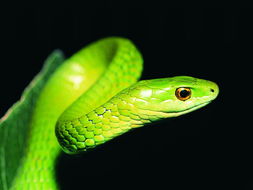 What is the luck of the Snake in 1965?