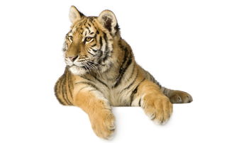 86 Years of Tiger Company Name