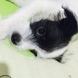 Pet Company Names