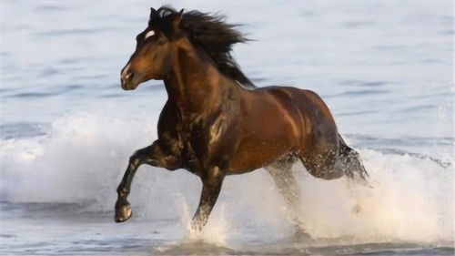What's the fate of a 02 horse? What's the five elements?