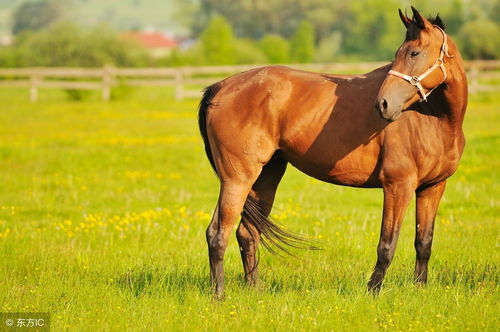 Marital status of Horse 90 year old women