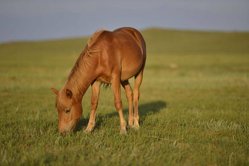 How old is the Horse in 2023?
