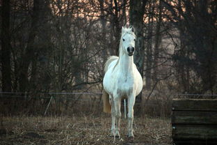 The second half of this year's luck of the Horse