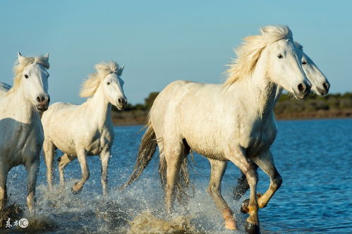What to wear for a 2002 Horse