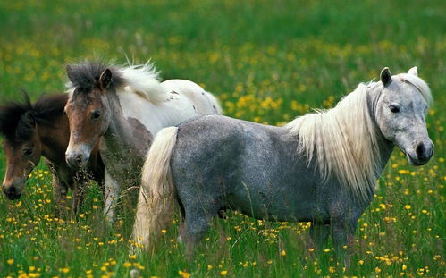 Is it good for two Horses to be married?