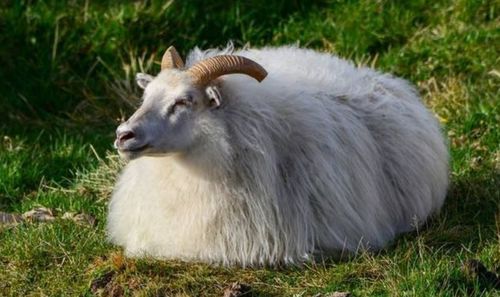 What to Wear for the Year 1991 Goat