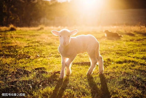 1967 Year of the Goat 2023 Horoscope