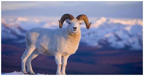 What was the life of a sheep in 191979?