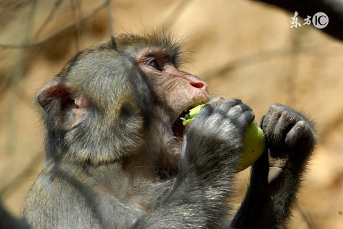 What is the five elements of the monkey in 1968?