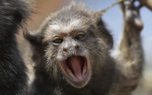 What is the best month to be born a Monkey