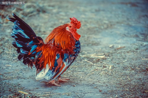 What is the life of a 1981 Rooster male marriage