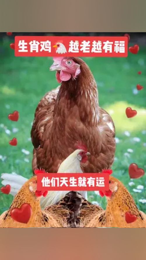 12 Zodiac Signs Rooster Women