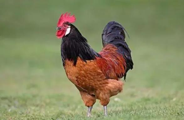 1993 Rooster Genus Marriage Chart